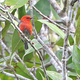 The Taliabu Myzomela, one of the new species described on this expedition